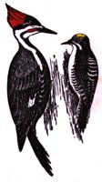 AAS50761.JPG