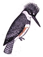 AAS50760.JPG