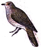 AAS50750.JPG