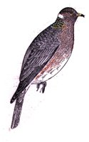 AAS50744.JPG