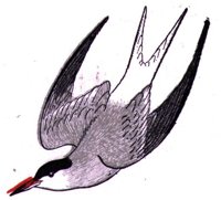 AAS50737.JPG