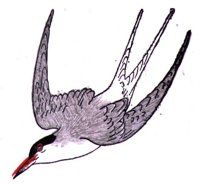 AAS50736.JPG