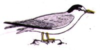 AAS50735.JPG