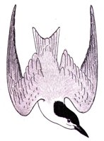 AAS50734.JPG