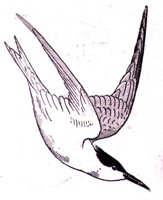 AAS50733.JPG