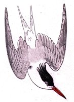 AAS50732.JPG