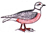 AAS50730.JPG