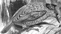 AAS50671.JPG