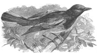AAS50631.JPG