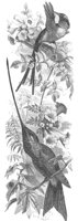 AAS50610.JPG