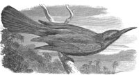 AAS50603.JPG