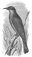 AAS50602.JPG