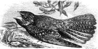 AAS50580.JPG