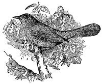 AAS50575.JPG