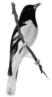 AAS50569.JPG