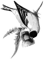 AAS50567.JPG