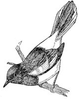 AAS50563.JPG