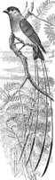 AAS50536.JPG