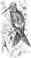 AAS50522.JPG
