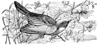 AAS50490.JPG