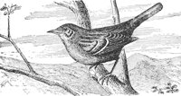 AAS50481.JPG