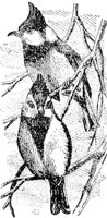 AAS50480.JPG