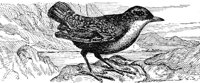 AAS50479.JPG