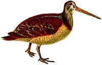 AAS50458.JPG