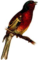 AAS50450.JPG