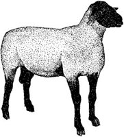 ACE50070.JPG