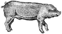 ACC50242.JPG