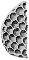 ACJ50004.JPG