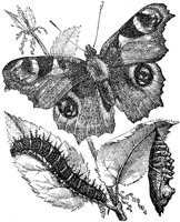 ACI50433.JPG
