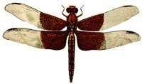 ACI50410.JPG