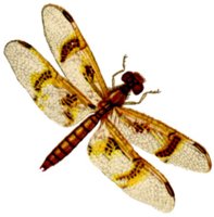 ACI50407.JPG