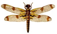 ACI50406.JPG