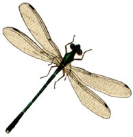 ACI50405.JPG