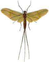 ACI50387.JPG
