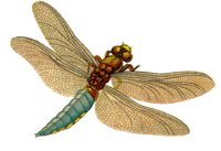 ACI50386.JPG