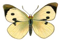 ACI50385.JPG