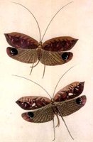 ACI50311.JPG