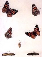 ACI50308.JPG