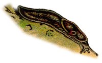 ACH50182.JPG
