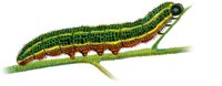ACH50179.JPG