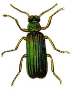 ACH50175.JPG
