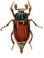 ACH50172.JPG