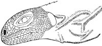 ADK50006.JPG