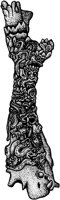 AHO50062.TIF