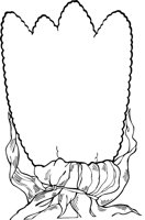ALO00437.WMF