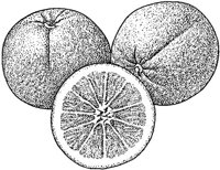 BCR50045.JPG